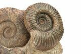 Wide, Jurassic Ammonite (Hammatoceras) Display - France #279353-1